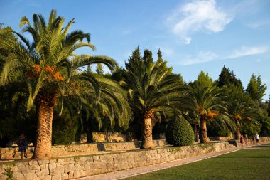 Taş duvarlar deniz kenarında palmiye ağaçları ve çam ağaçları büyümek, 