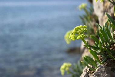 Samphire Crithmum maritimum bitki Akdeniz'de. Yeşil çiçek