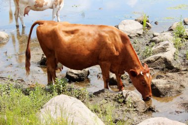 İçme suyu, sulama summe içinde hayvan inek bir Nehri yakınında