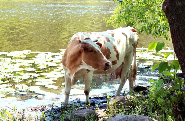 Krowa w pobliżu rzeki, picie wody, zwierząt, podlewanie w summe — Zdjęcie stockowe