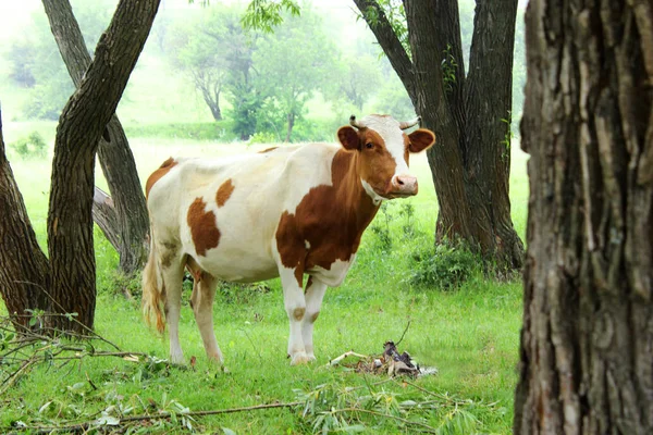 Kuh im Wald zwischen den Bäumen, Weidetiere im Sommer — Stockfoto