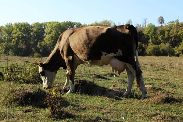 Cows grazing in a field, dry grass and trees around — Stock Photo, Image