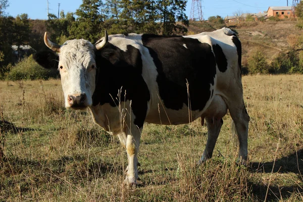 Vacas pastando em um campo, grama seca e árvores ao redor — Fotografia de Stock