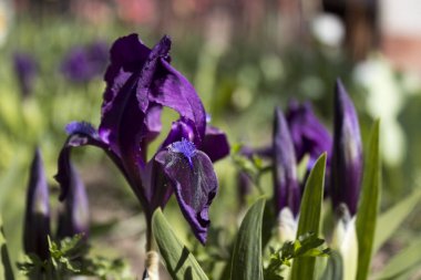 Çiçekli süsen bahçede düşük büyüyen. Bahar mor çiçek