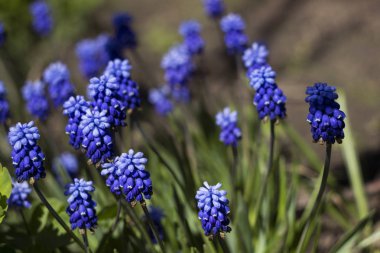 Muscari bahçede, çiçekli mavi çiçekler arka plan bahar.