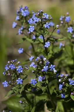 Unutma-bahar mavi çiçek