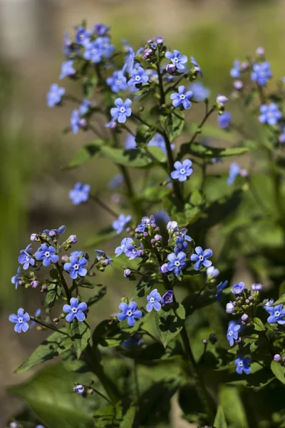 Unutma-bahar mavi çiçek