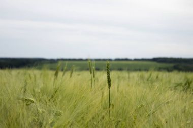 Yeşil mısır ve buğday bulutlu hava, güze alanları