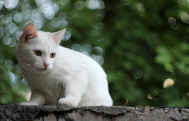 Beyaz kedi kedi tuğla çok arkasında Evin çatısı yatan
