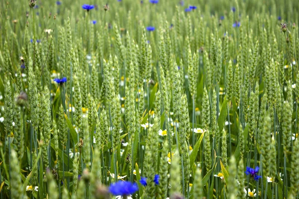 Kornblumen, Kamille und Weizen wachsen auf dem Feld. blühendes wi — Stockfoto