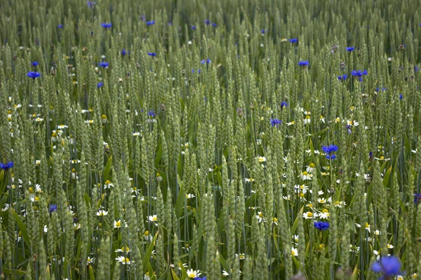 Kornblumen, Kamille und Weizen wachsen auf dem Feld. blühendes wi — Stockfoto