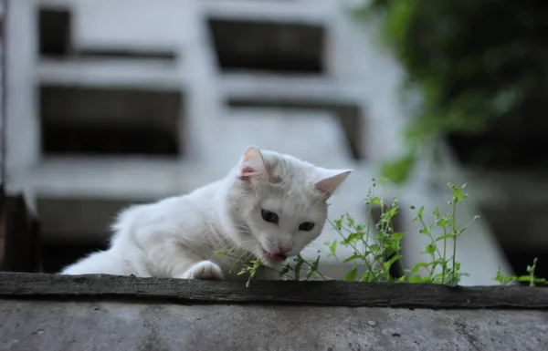 Gato branco sentado no telhado da casa, atrás da caneca de tijolo de gato — Fotografia de Stock