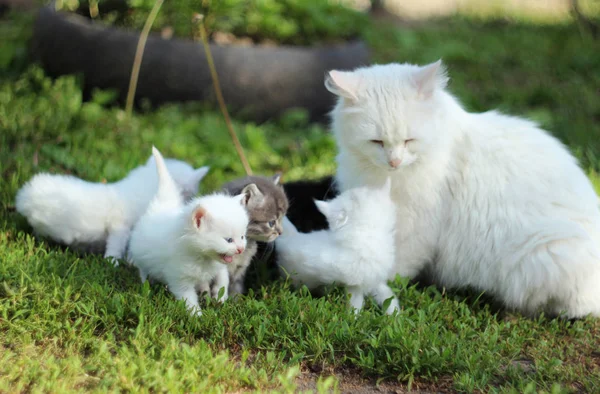 Άσπρος Γάτος, με γκρι, άσπρα και μαύρα γατάκια στο γρασίδι ανάπαυση, s — Φωτογραφία Αρχείου