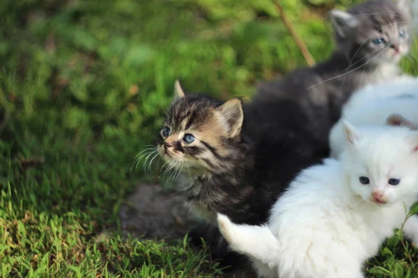 Gato blanco con gatitos grises, blancos y negros sobre hierba en reposo, s —  Fotos de Stock