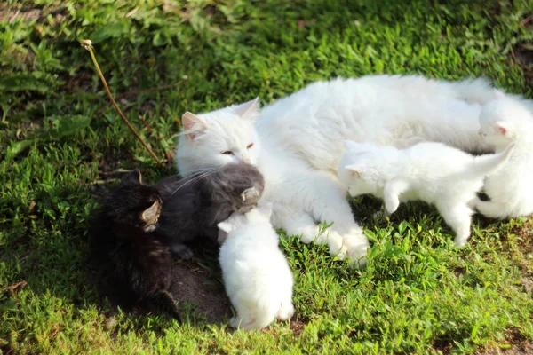 Vit katt med grå, vit och svart kattungar på gräs vila, s — Stockfoto