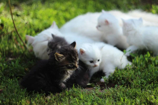 Gato blanco con gatitos grises, blancos y negros sobre hierba en reposo, s —  Fotos de Stock