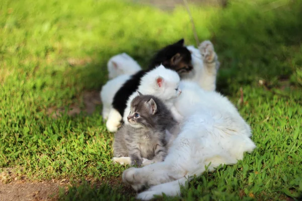 Άσπρος Γάτος, με γκρι, άσπρα και μαύρα γατάκια στο γρασίδι ανάπαυση, s — Φωτογραφία Αρχείου