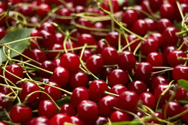 Ripe cherries with stem and leaves, berry Burgundy background — Stock Photo, Image