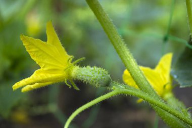 Çiçekli salatalık Bahçe, küçük, Genç sebze bir yatakta