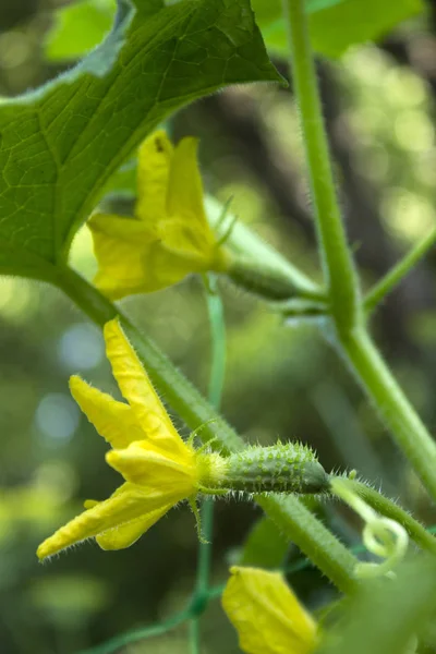 Blühende Gurken auf dem Beet im Garten, klein, jung vegetab — Stockfoto