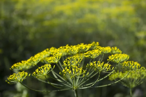 Flowering dill in the garden, close up, blurred background — Stock Photo, Image