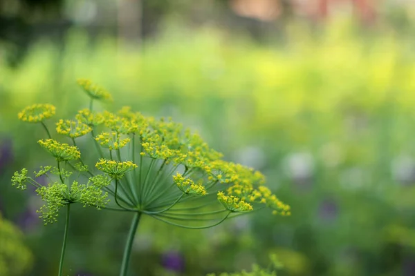Kwitnienia Koper w ogrodzie, z bliska, niewyraźne tło — Zdjęcie stockowe