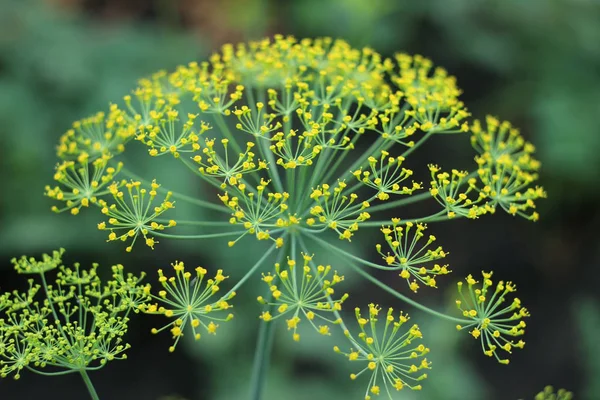 Dereotu Bahçe çiçekli, yakın çekim, arka plan bulanık