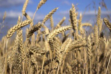Olgun spikelets bir alanda buğday hasat, inci üzerinde için hazırlanıyor