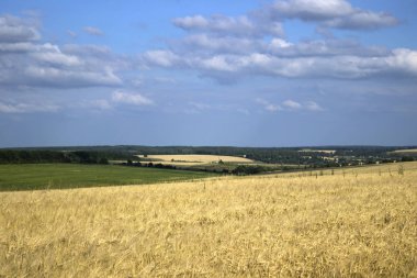 Bir alanda olgun buğday hasat, bac üzerinde için hazırlık kulaklarına