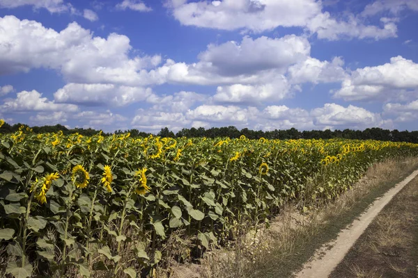 Polní cesta v poli slunečnic, zamračená obloha, tichý a peac — Stock fotografie