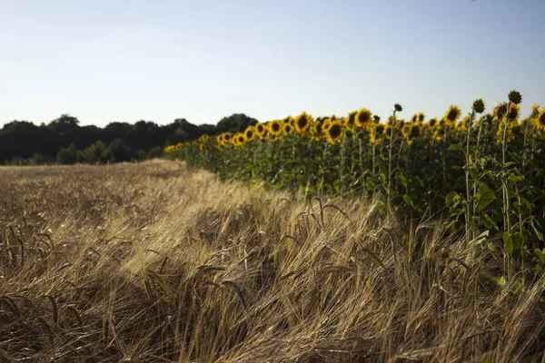 Pole slunečnic a pšenice vedle pozadí lesa v t — Stock fotografie
