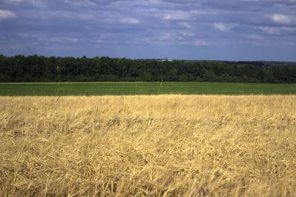 Uši zralé pšenice v oboru, příprava na sklizeň, na bac — Stock fotografie
