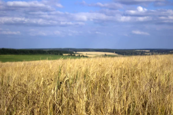 Uši zralé pšenice v oboru, příprava na sklizeň, na bac — Stock fotografie