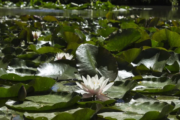 Water light pink Lily in the lake on a bright Sunny day