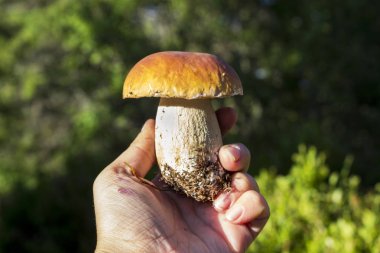 Beyaz bir arka plan ağaç bir yandan mantar. T gıda