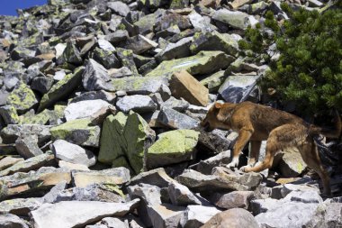 Kırmızı köpek ayakta Kozalaklı çalı yakınındaki dağlarda buzlu. 