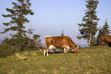 İnekler ot dağlarda'nın bahçesinde yemek. Hayvanları otlatmak.