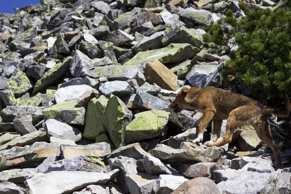 Kırmızı köpek ayakta Kozalaklı çalı yakınındaki dağlarda buzlu. 