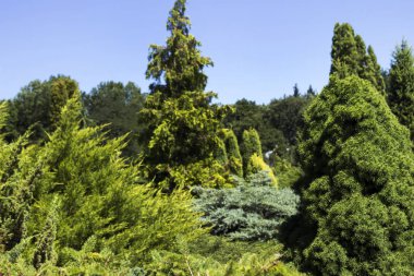 İğne yapraklı çalılar ve ağaçlar parkta farklı türler. Ev