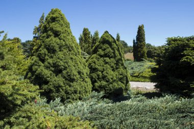 İğne yapraklı çalılar ve ağaçlar parkta farklı türler. İnci