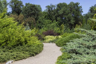 İğne yapraklı çalılar ve ağaçlar parkta farklı türler. İnci