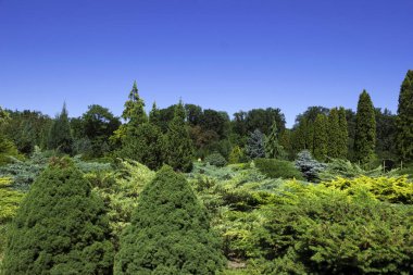 İğne yapraklı çalılar ve ağaçlar parkta farklı türler. Ev