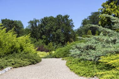 İğne yapraklı çalılar ve ağaçlar parkta farklı türler. İnci