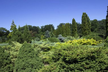İğne yapraklı çalılar ve ağaçlar parkta farklı türler. Ev