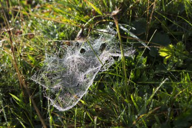 Sonbaharda çim üzerinde damla örümcek ağları