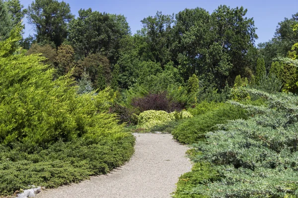 İğne yapraklı çalılar ve ağaçlar parkta farklı türler. İnci