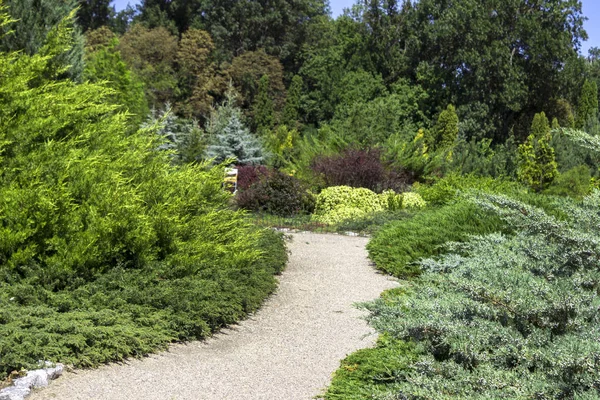 Différentes espèces d'arbustes et d'arbres résineux dans le parc. Th h — Photo