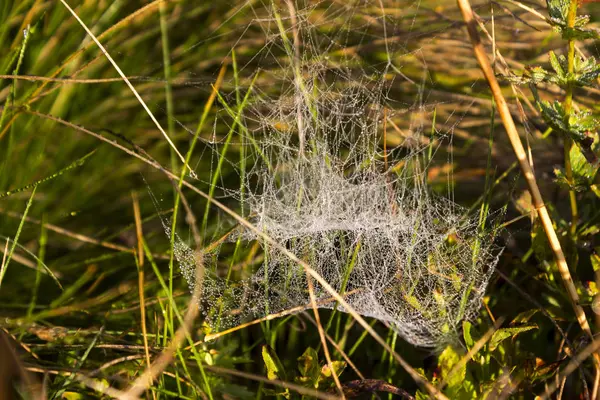 Sonbaharda sabah çim üzerinde damla örümcek ağları