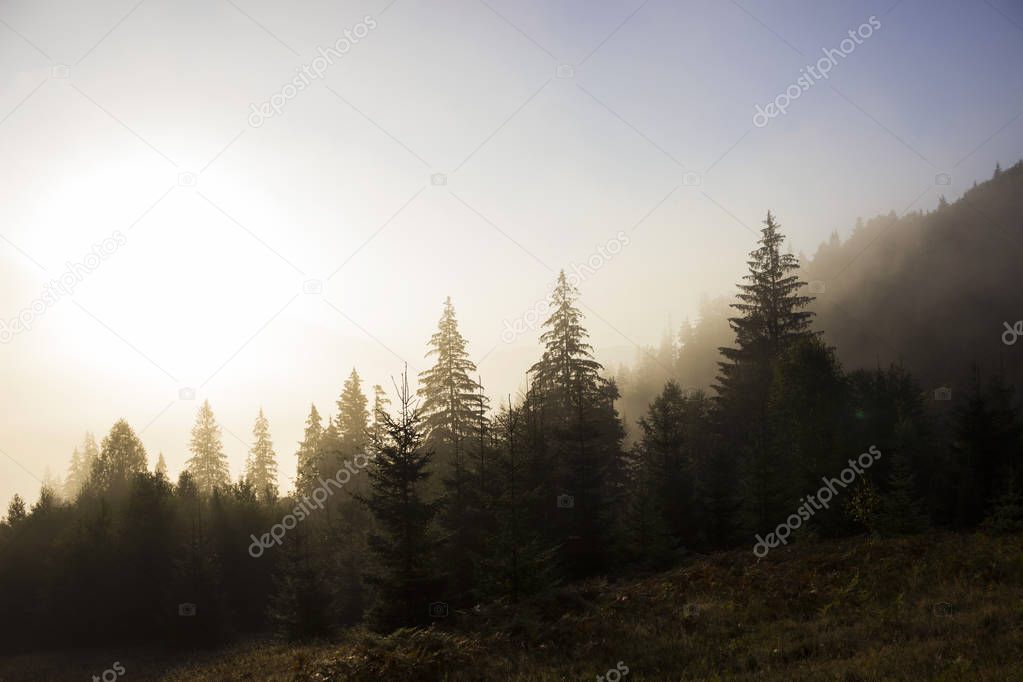 Fog in the mountains among the evergreen trees in the early morn