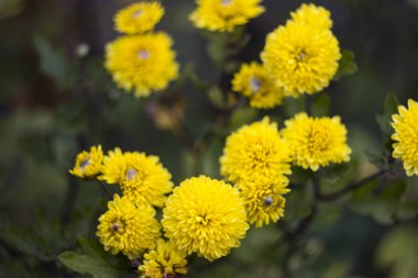 Bahçedeki - sonbahar çiçekler, küçük bushe Sarı Krizantem